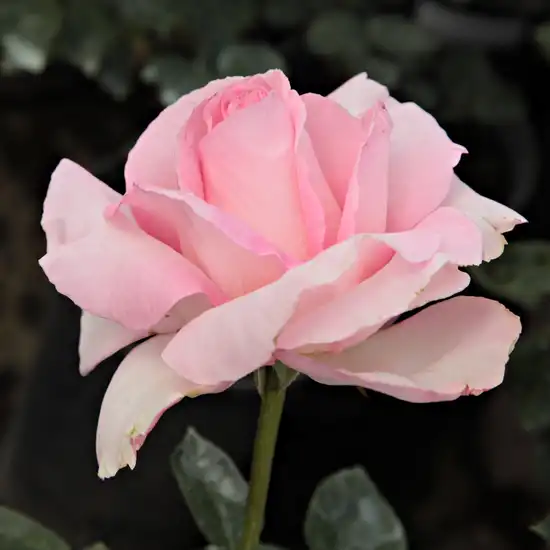 Trandafir cu parfum discret - Trandafiri - Grand Siècle™ - 
